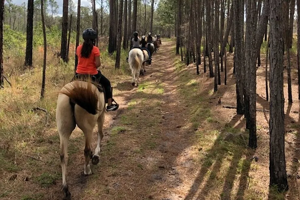 A group of horseback riders are following a trail through a pine forest