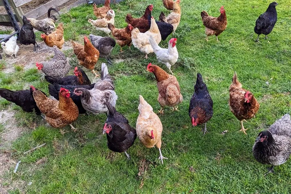 A flock of various breeds of chickens is foraging on a grassy field