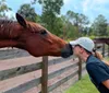 A person is gently offering their hand to a brown horse over a wooden fence at a stable