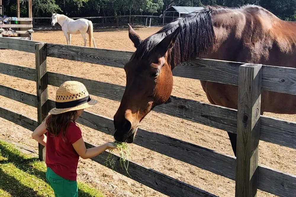 A person wearing a straw hat is feeding a brown horse over a wooden fence with another white horse in the background