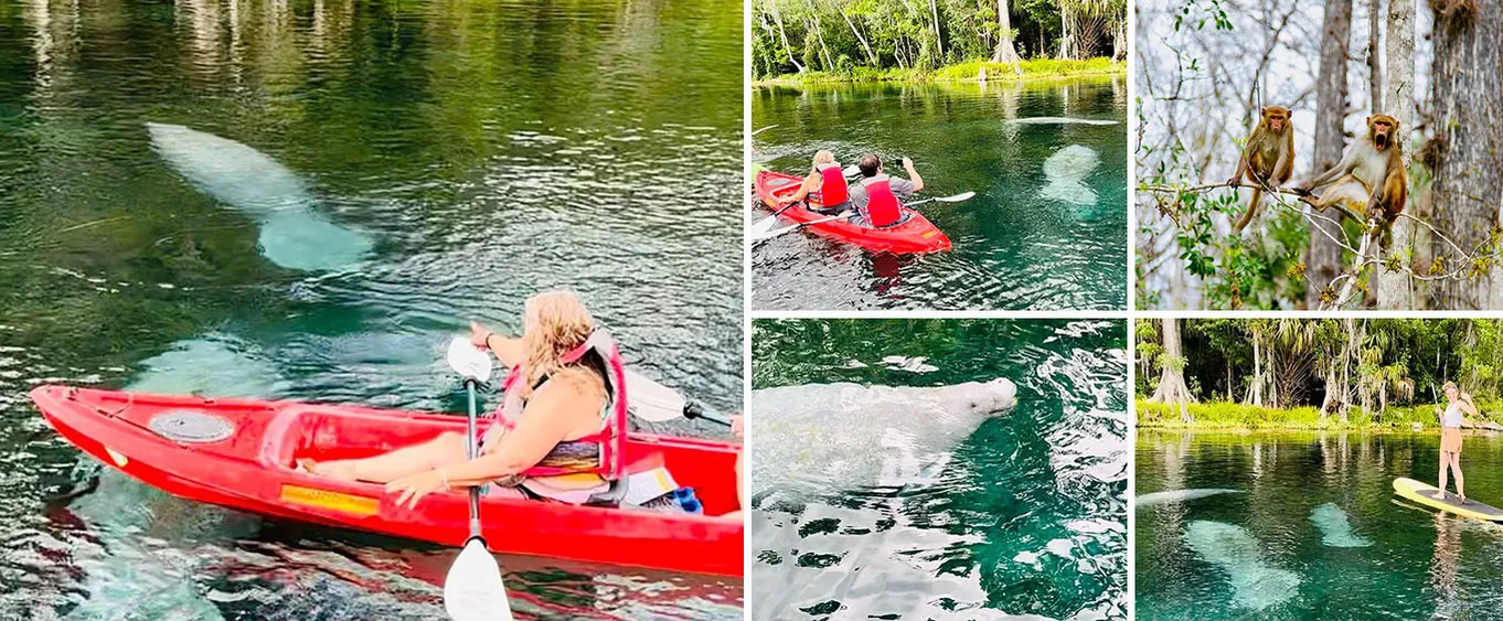 Manatees, Monkeys and Florida Natural Spring Adventure Tour