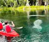 Two people are kayaking on clear water with a manatee visible underneath