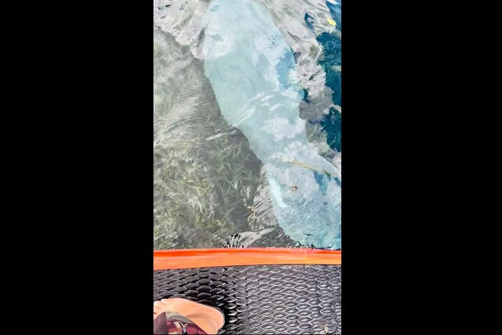 The image seems to show the perspective of a person standing on a transparent surface over a body of water with aquatic plants visible beneath capturing just the edge of a shoe and a textured platform border