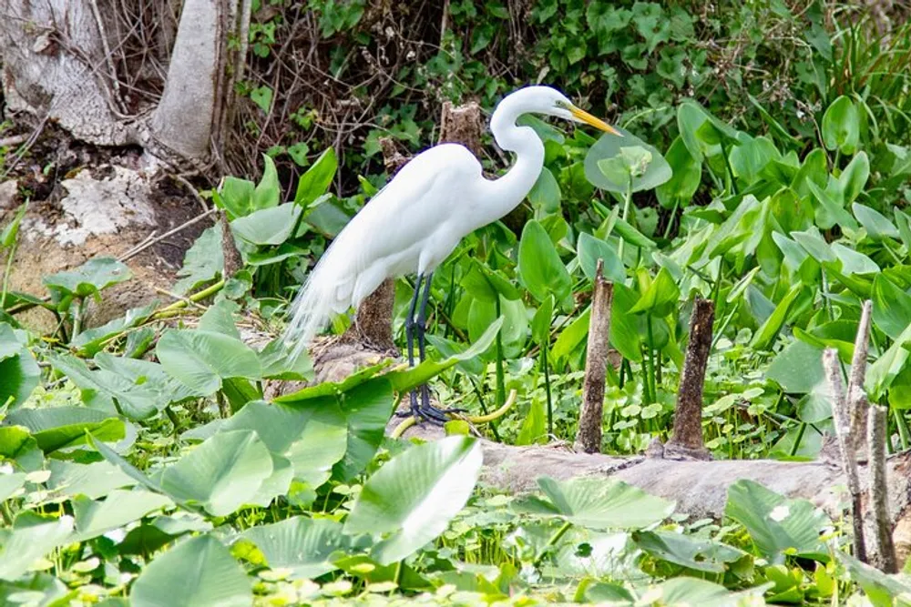 A great egret stands majestically among green water plants in a natural wetland habitat