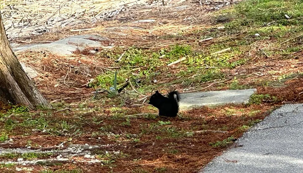 A black squirrel is seen pausing on a grassy area beside a sidewalk with fallen pine straw and a tree trunk in the background