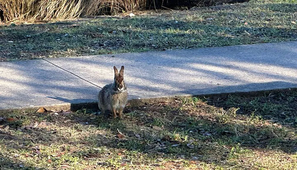 A rabbit is standing on grass next to a concrete path looking forward