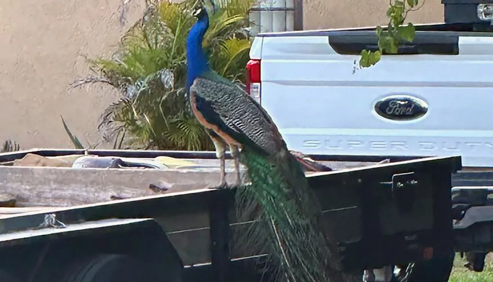 A peacock sits perched atop the bed of a Ford Super Duty pickup truck displaying its richly colored plumage