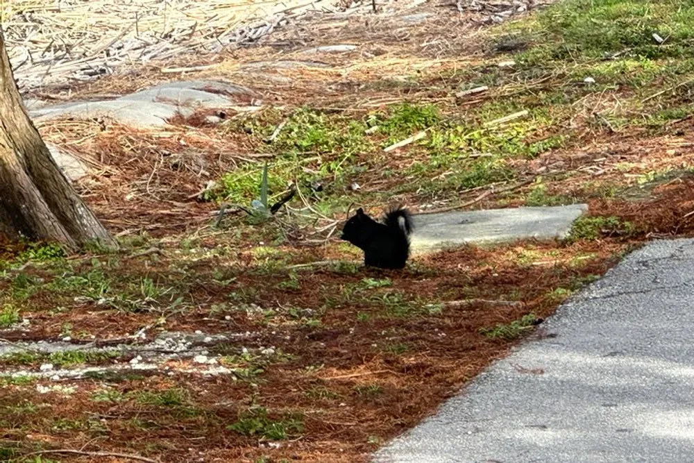 A black squirrel sits on the ground beside a pathway amidst grass and fallen leaves