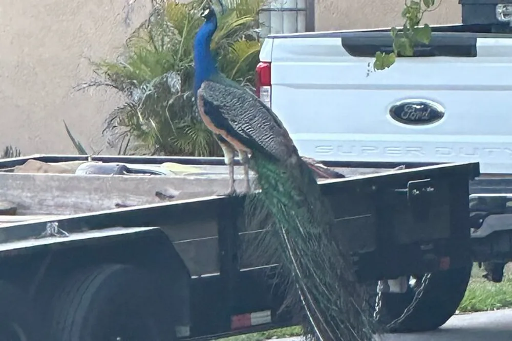 A peacock is perching on the edge of a flatbed trailer parked next to a Ford Super Duty truck