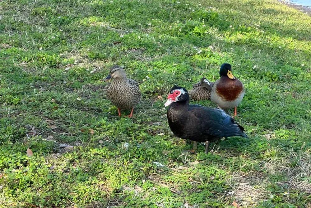 Three ducks of different species are congregating on a patch of grass