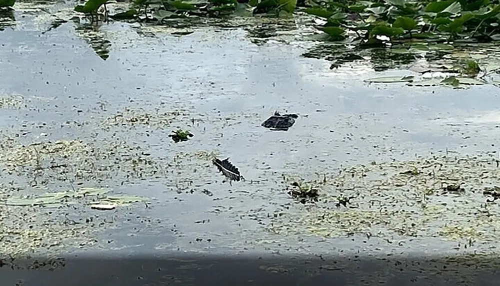 The image shows a still water surface with aquatic plants and what appears to be the top part of two alligators heads barely visible above the water