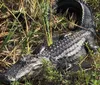 A group of people is enjoying a ride on an airboat through a waterway surrounded by vegetation