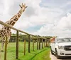 A giraffe leans towards an open window of a white SUV where excited passengers are interacting with it within a fenced enclosure on a sunny day