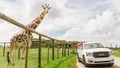 Drive-Thru Safari Photo