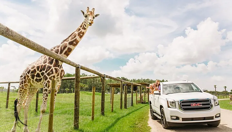 A giraffe leans towards an open window of a white SUV, where excited passengers are interacting with it, within a fenced enclosure on a sunny day.