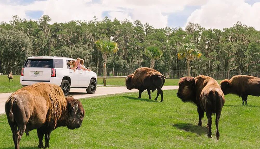 A group of people observes bison from an open sunroof of an SUV in a natural park setting