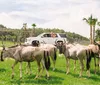 A giraffe leans towards an open window of a white SUV where excited passengers are interacting with it within a fenced enclosure on a sunny day