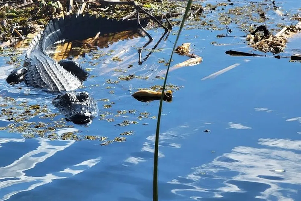 An alligator is partially submerged in water amidst vegetation and debris