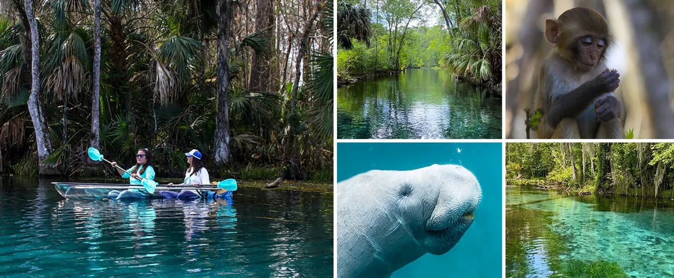 Clear Kayaking Wildlife Tour at Silver Springs