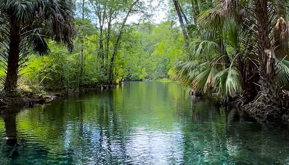 The image depicts a serene and verdant tropical river setting surrounded by lush vegetation and palm trees with clear calm waters that reflect the greenery above