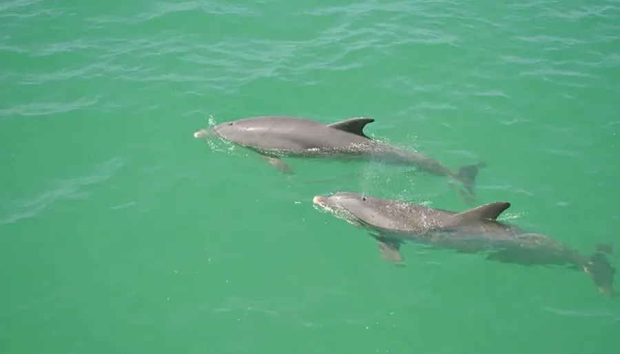 Two dolphins are swimming near the surface of the greenish ocean water.