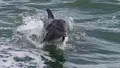 Dolphin Encounter Tour Photo