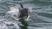 A dolphin is playfully leaping out of the water, creating splashes around it.
