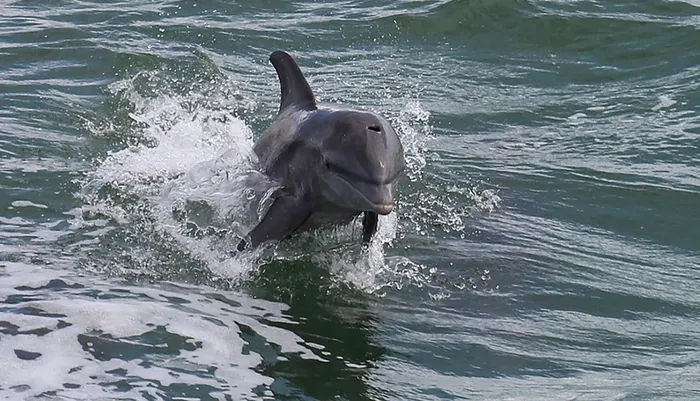 Dolphin Encounter Tour Photo