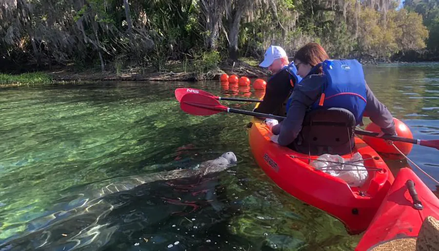 Two people in a red kayak are looking at a manatee swimming in clear water near some trees on a sunny day.