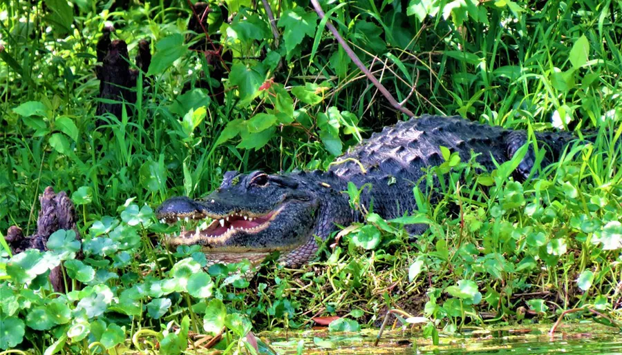 An alligator is lying by the water's edge among green foliage with its mouth slightly open.