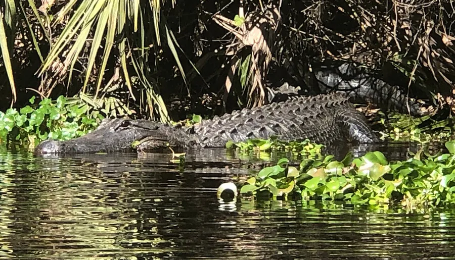 An alligator is partially submerged in water, surrounded by greenery.