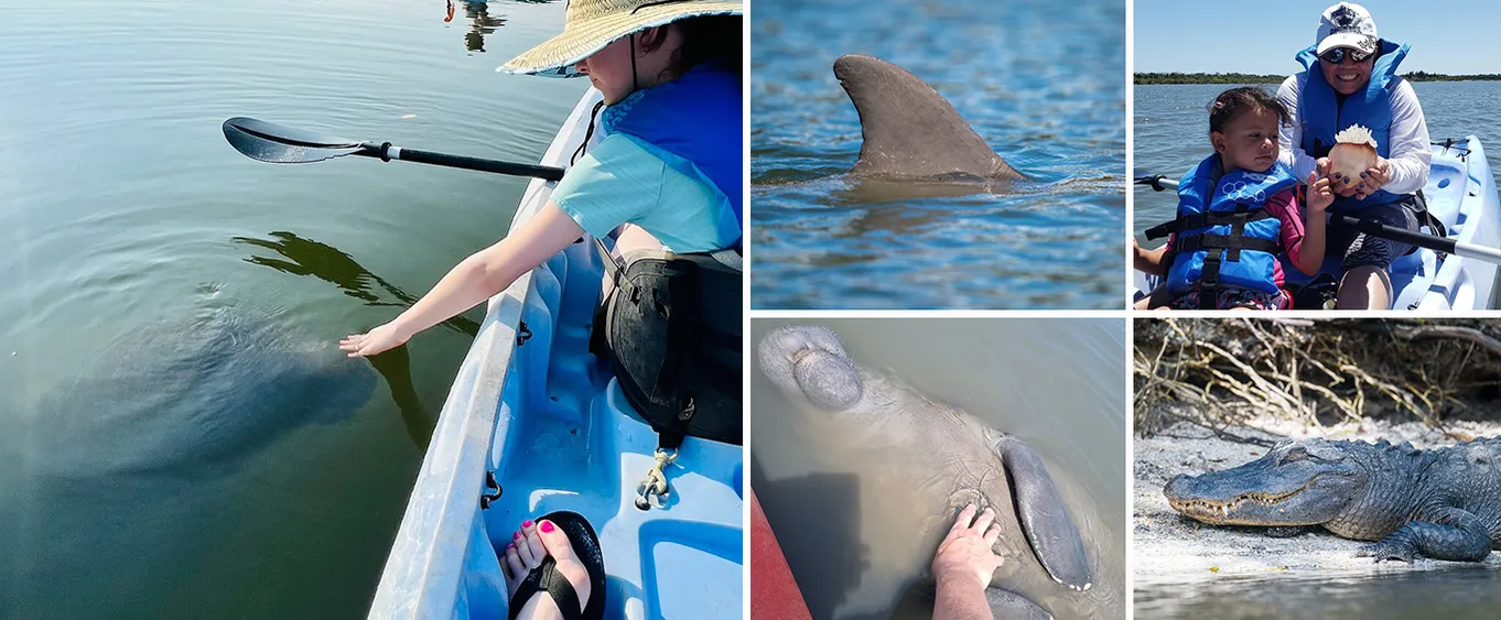 Manatee and Dolphin Tour