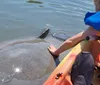 A person on a kayak is reaching out towards a manatee swimming close by in clear water