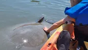 A person on a kayak is reaching out towards a manatee swimming close by in clear water.
