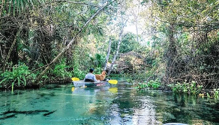 A person and a dog enjoy a peaceful kayak ride on a serene, clear waterway surrounded by lush greenery.