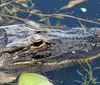 An alligator lies partially submerged in water with its head visible surrounded by aquatic vegetation