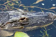 An alligator lies partially submerged in water with its head visible, surrounded by aquatic vegetation.