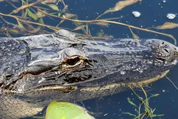 Popular Airboat Tours