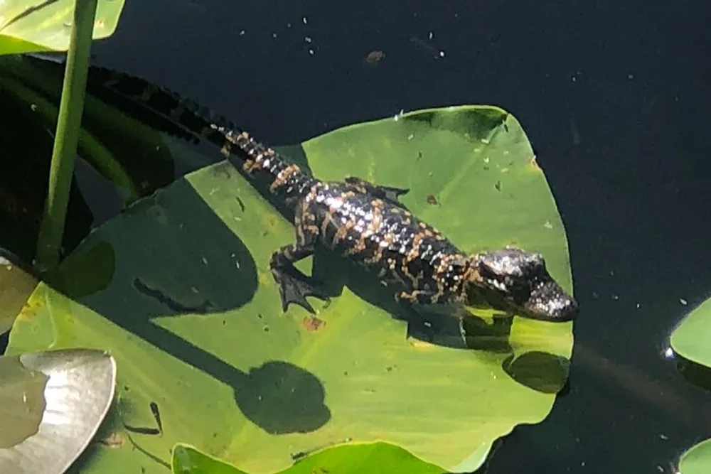 A juvenile alligator is basking in the sun on a lily pad in the water