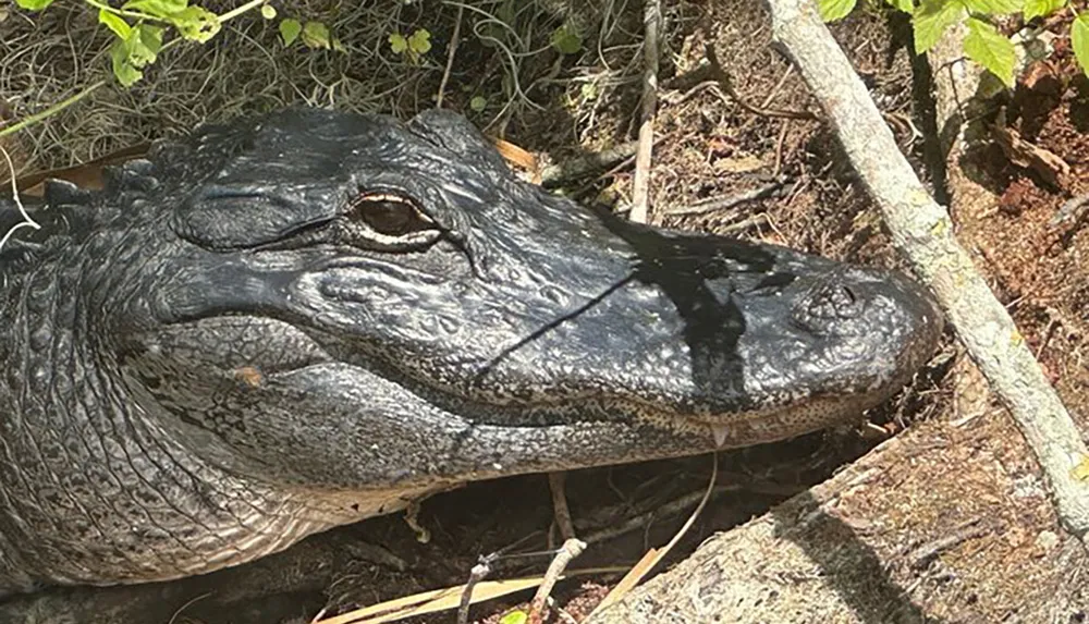 The image shows the head of an alligator resting among foliage in a natural setting