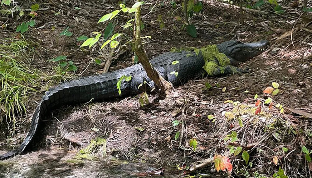 An alligator is resting on the forest floor partially covered with green vegetation