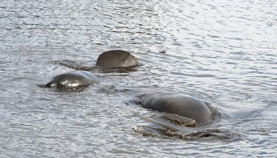 Three manatees are swimming near the water's surface, partially submerged and creating small ripples around them.