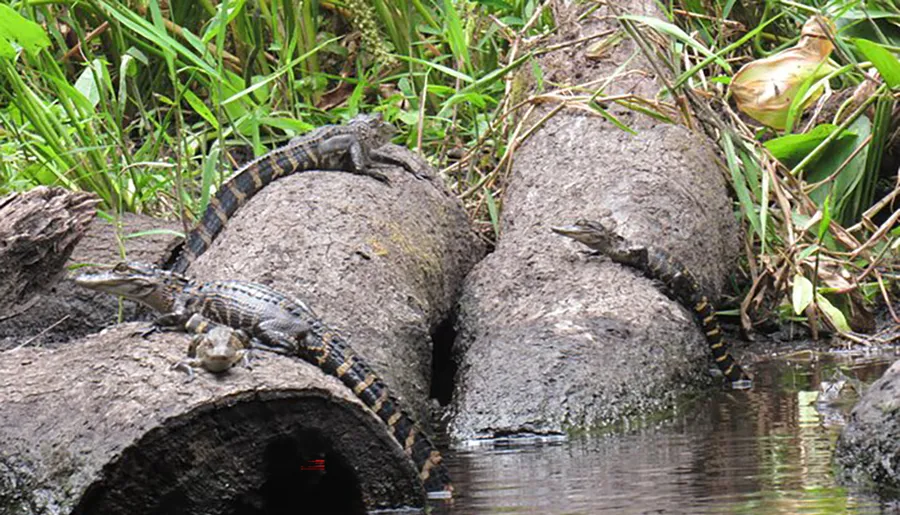 Two young alligators are resting on a weathered log protruding from a body of water, surrounded by lush vegetation.