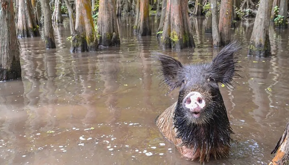 A wet pig stands in a swampy area surrounded by tree trunks looking directly at the camera