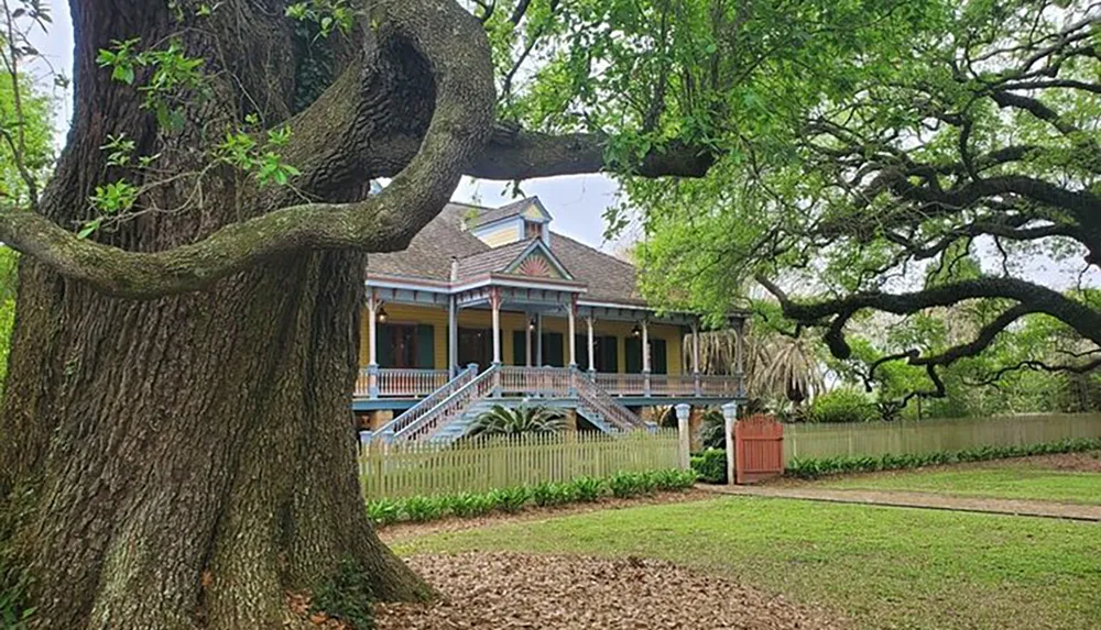 A majestic old tree stands in front of a colorful Victorian-style house with a spacious porch and a picket fence