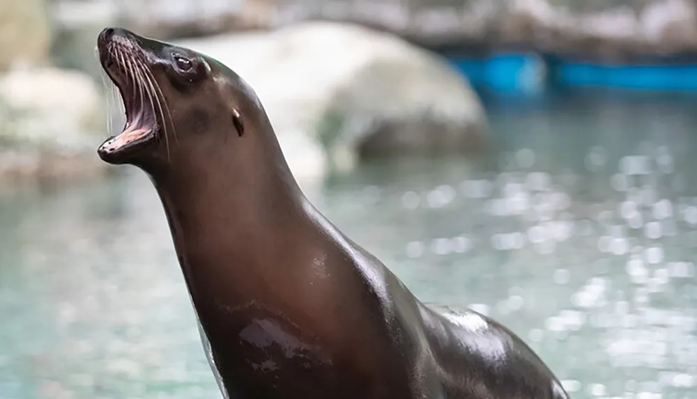 The image shows a sea lion with its head tilted upwards mouth open as if it is vocalizing or catching food with a blurred water background suggesting an aquatic environment