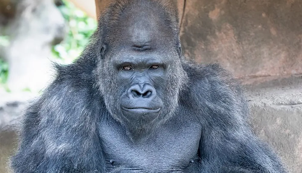 A solemn-looking gorilla is sitting with a seemingly contemplative expression against a natural rocky backdrop