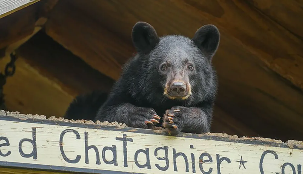 A black bear is perched atop a wooden ledge with a sign looking directly into the camera