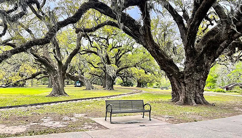 An empty park bench sits before a backdrop of sprawling moss-draped oak trees in a tranquil park setting