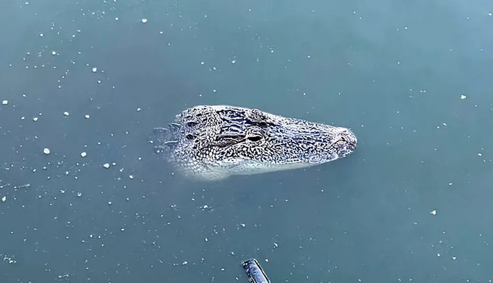 An alligators head is partially submerged in water its eyes and snout visible above the surface